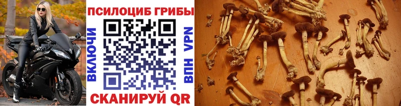 купить цена Лабытнанги Галлюциногенные грибы Psilocybe